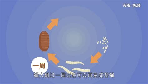 蛆蟲 形成|【蛆】蛆是怎麼形成的